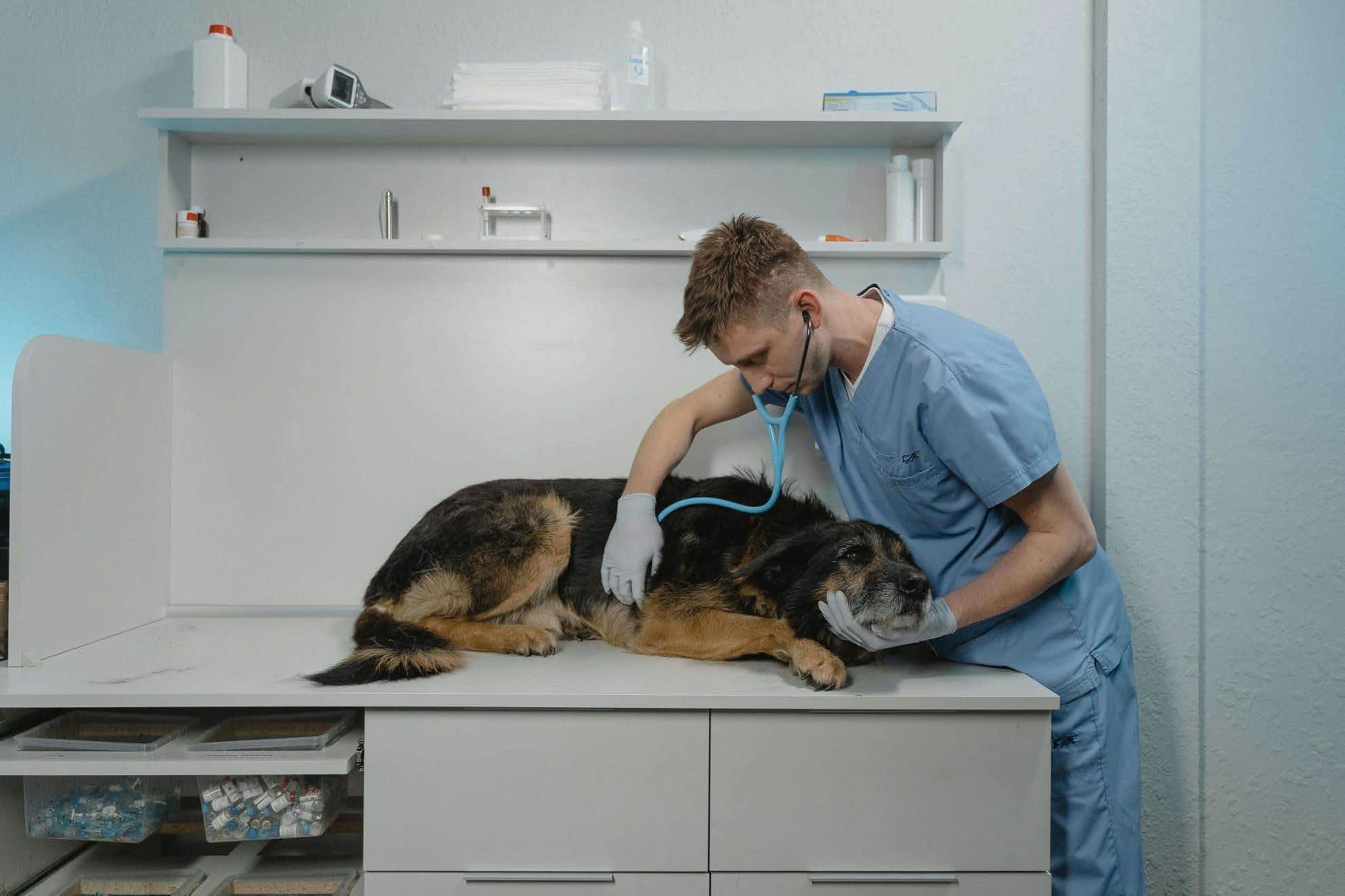 Come Accedere a Veterinaria: Requisiti, Esami e Modalità