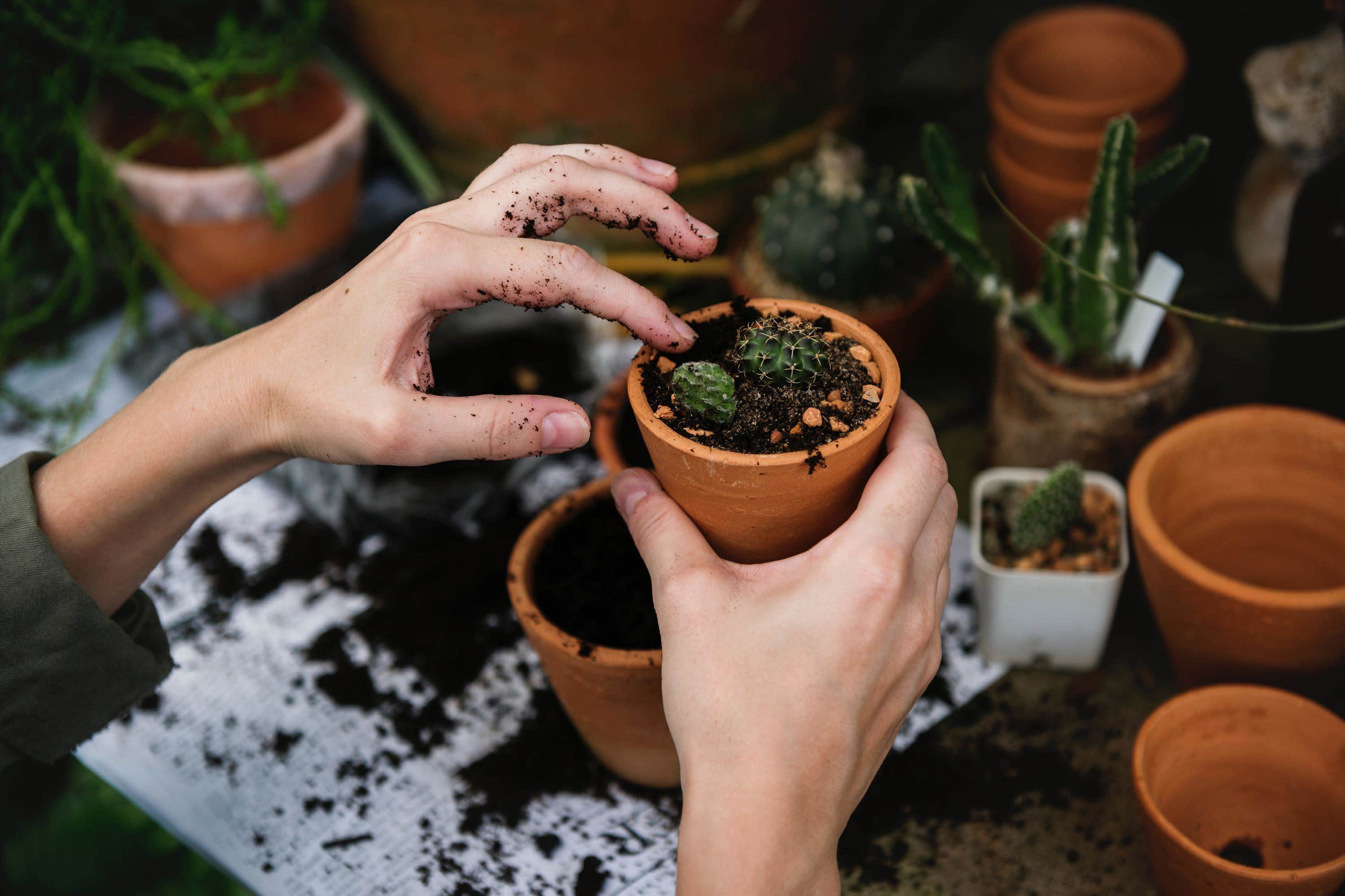 Come Diventare Un Agronomo o Un Paesaggista Con la Guida Cepu