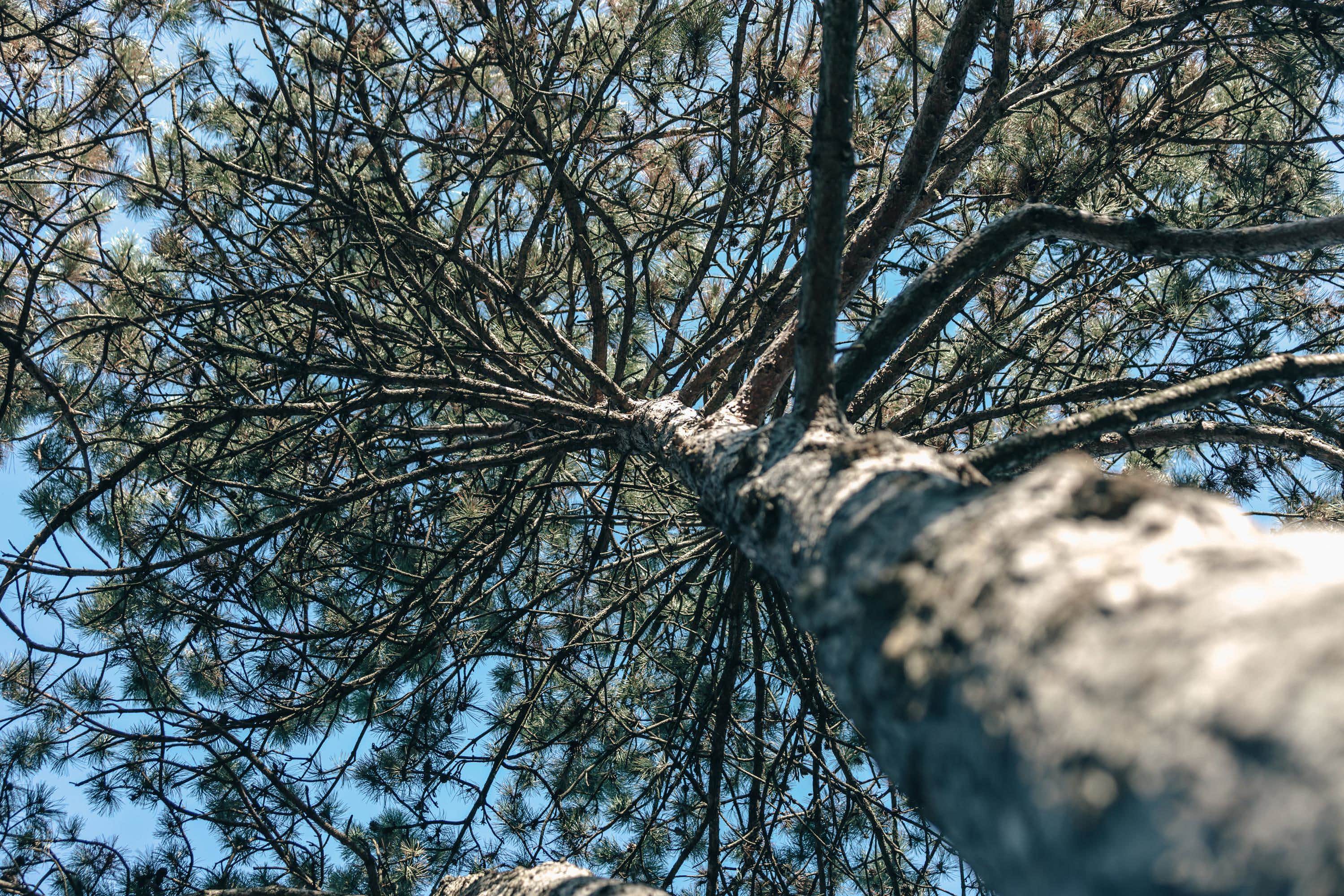 Studiare per la Facoltà di Scienze Forestali con Cepu