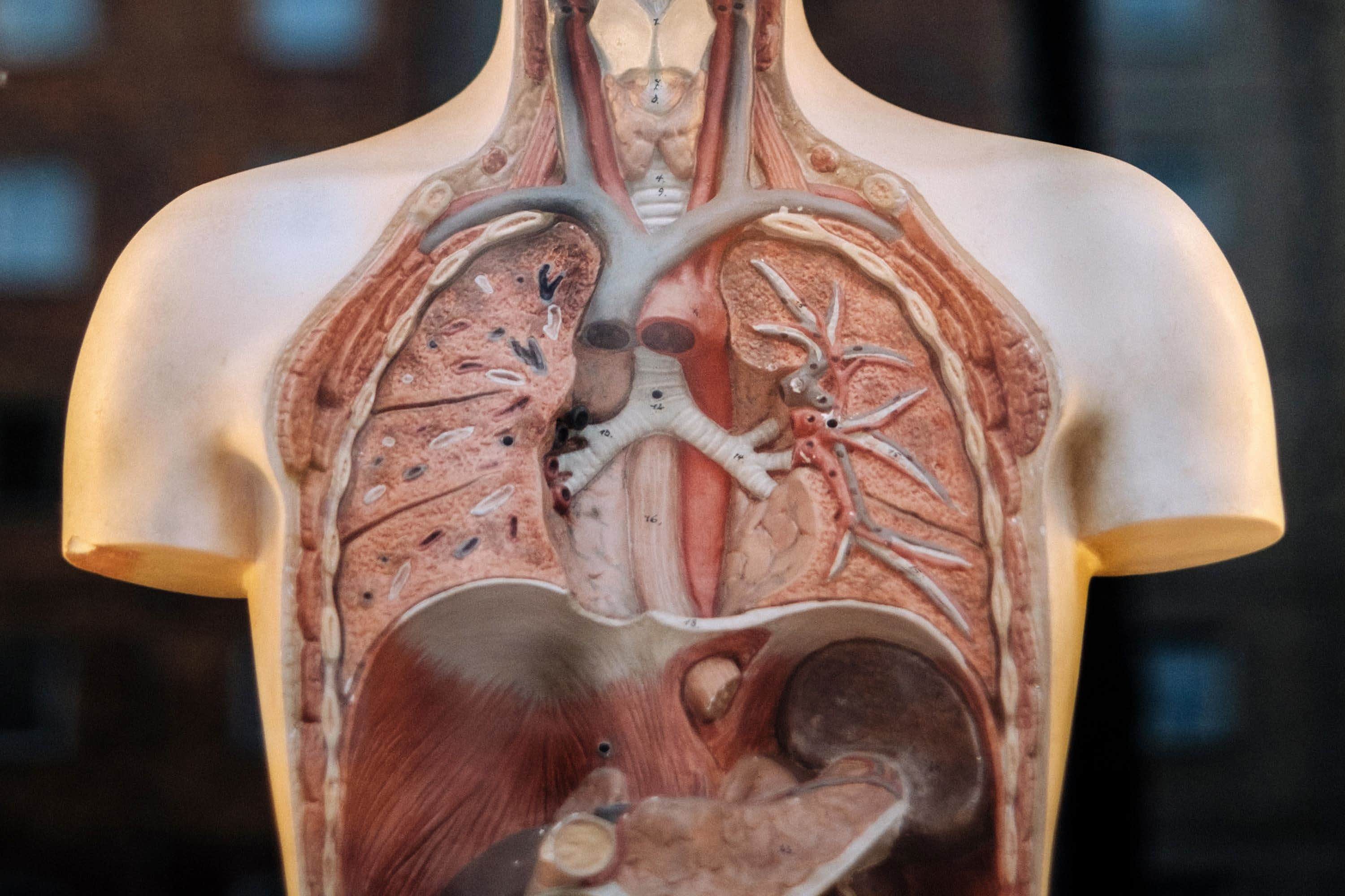 Studiare e Superare L'Esame di Anatomia Umana con le Lezioni Cepu